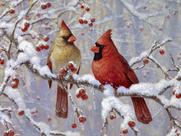 wintercardinals